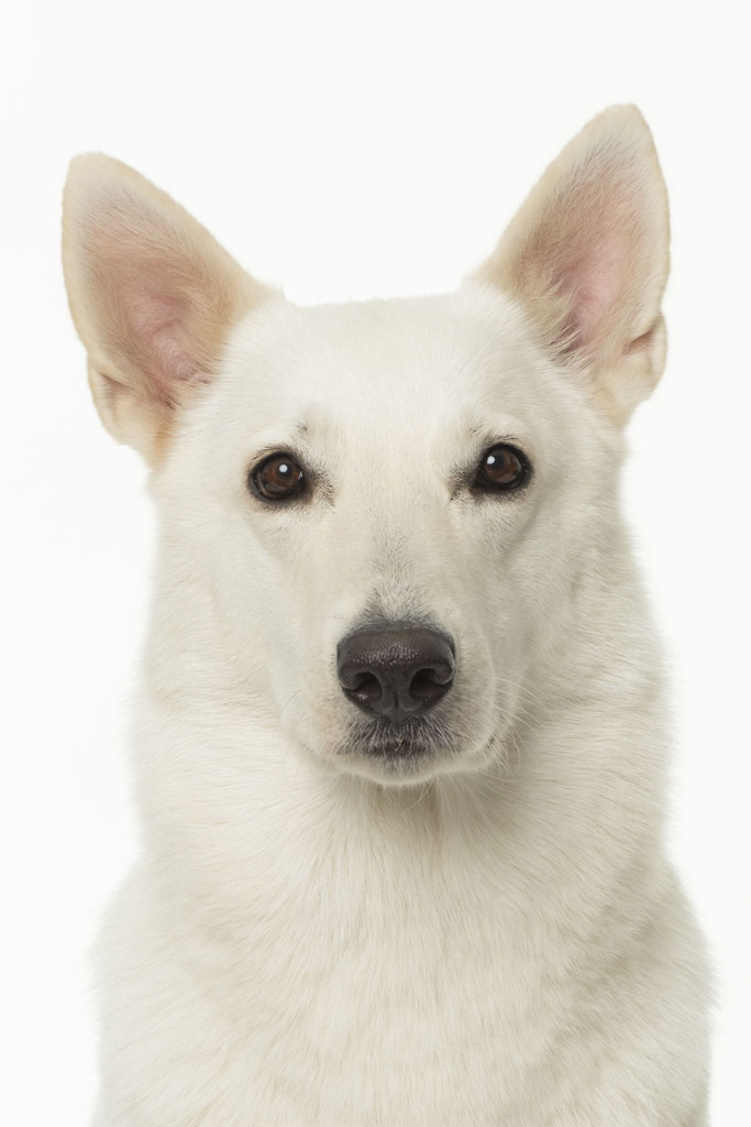 Meine Hunde Matoskahs Weißer Schweizer Schäferhund