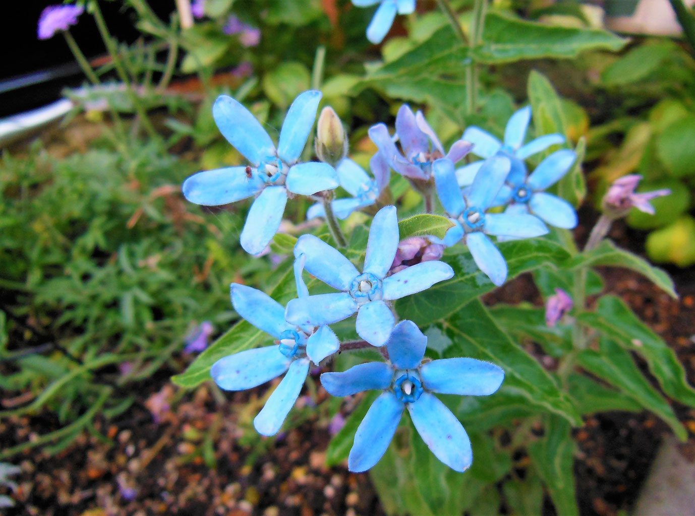 ホーム 京都市の発達障害支援 一般社団法人space Tweedia