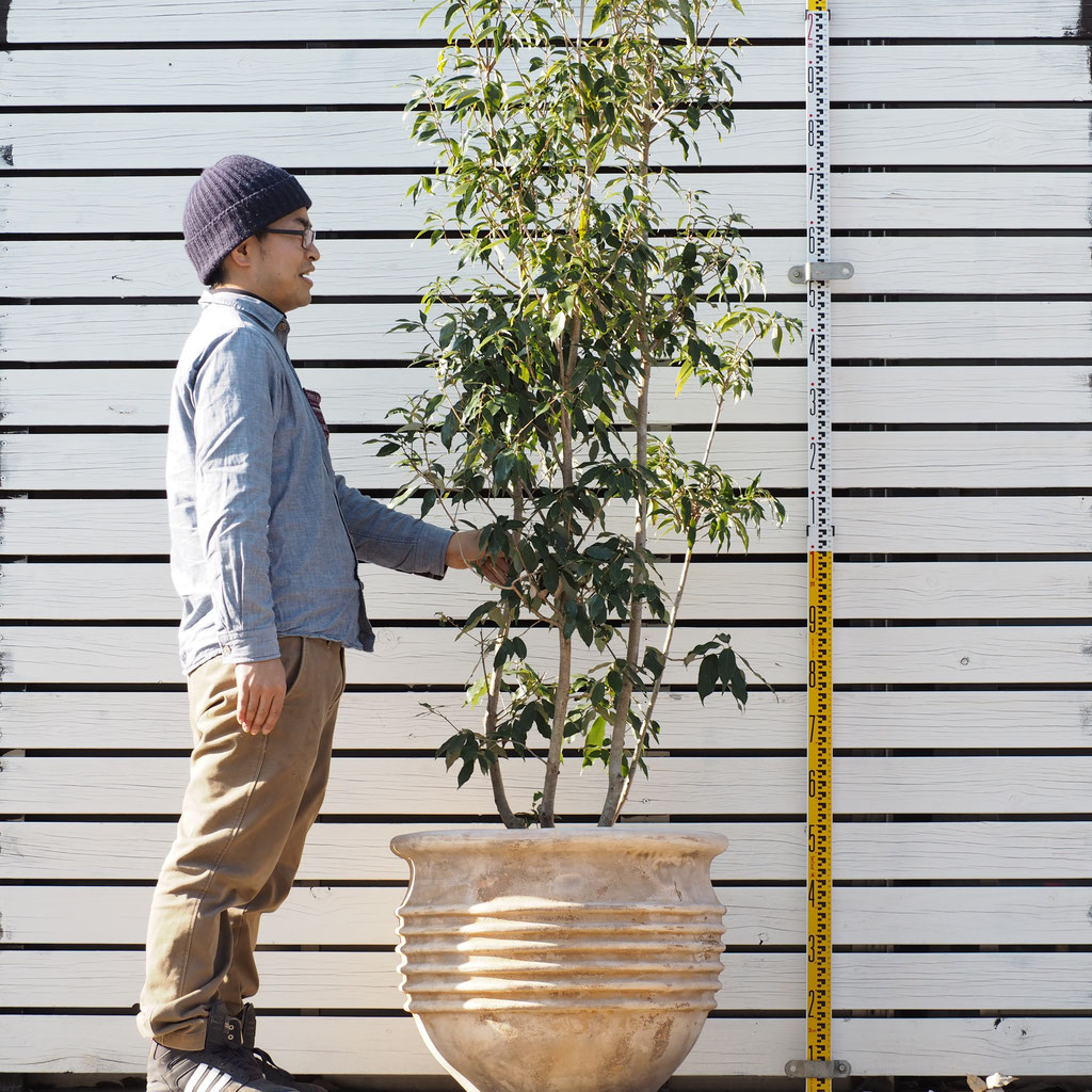 シンボル ツリー 鉢植え 壁紙画像ページ