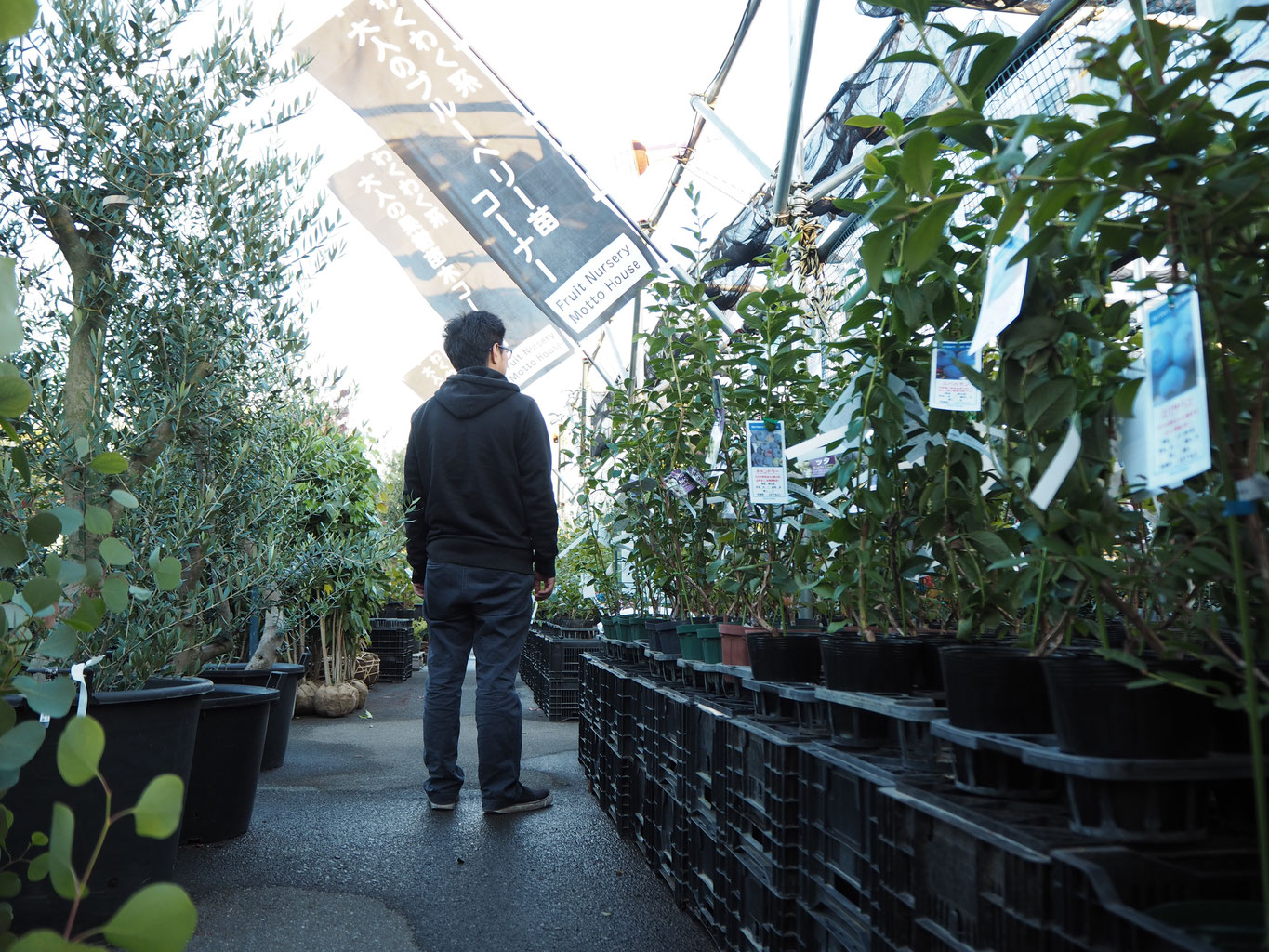 ブルーベリー苗 どかっと入荷しております 花ひろば 果樹 庭木 植木 バラ苗専門店 ブルーベリー苗 どかっと入荷しております 花ひろば 果樹 庭木 植木 バラ苗専門店