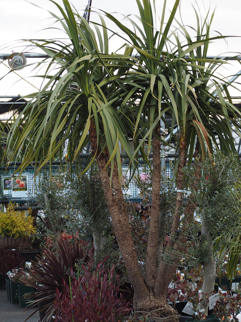 ドラセナ4本株立