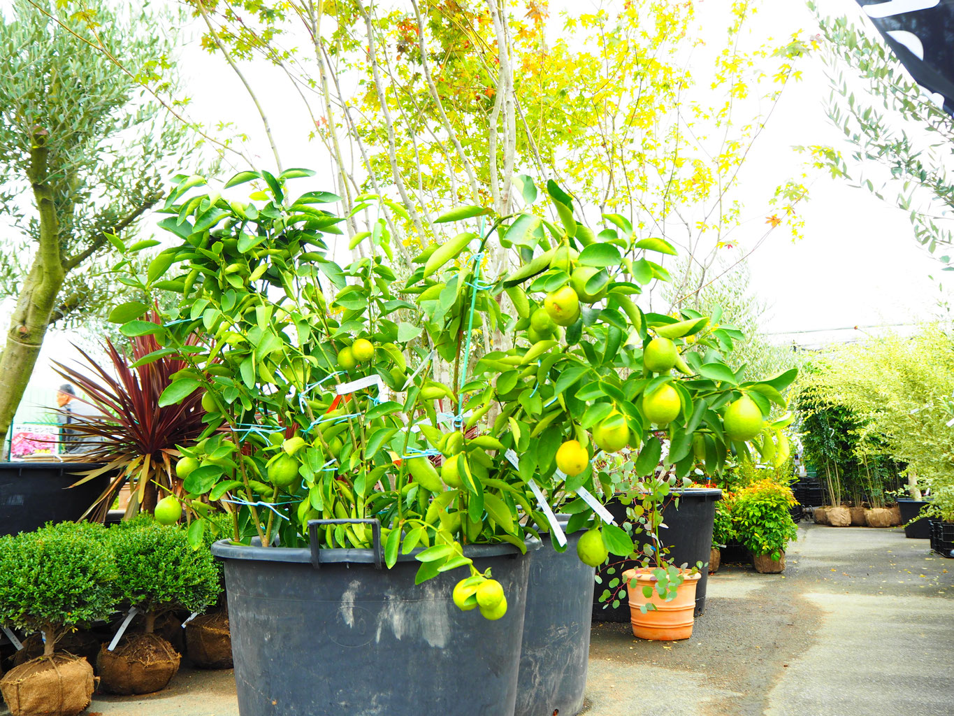 フレーバーグリーン ライム苗 3年接木苗木 柑橘 ライム：フレーバー