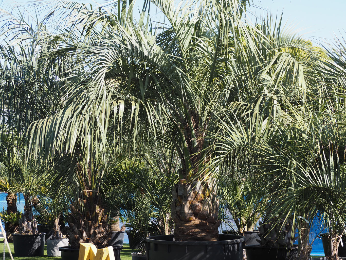 ☆現地引渡し限定☆ココスヤシ☆120センチ超え☆ 【公式通販】