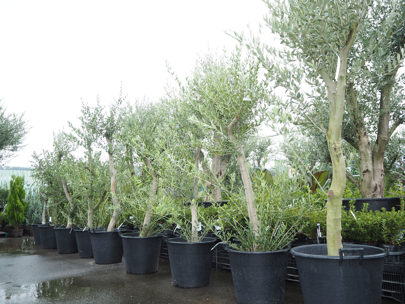原木オリーブ 花ひろば 果樹 庭木 植木 バラ苗専門店