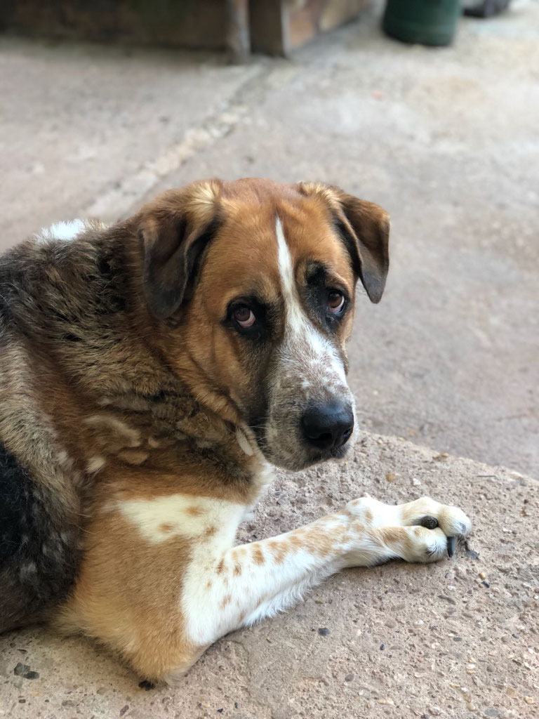Die Regenbogenbrücke und Bestattungsoptionen Die Regenbogenbrücke und Bestattungsoptionen