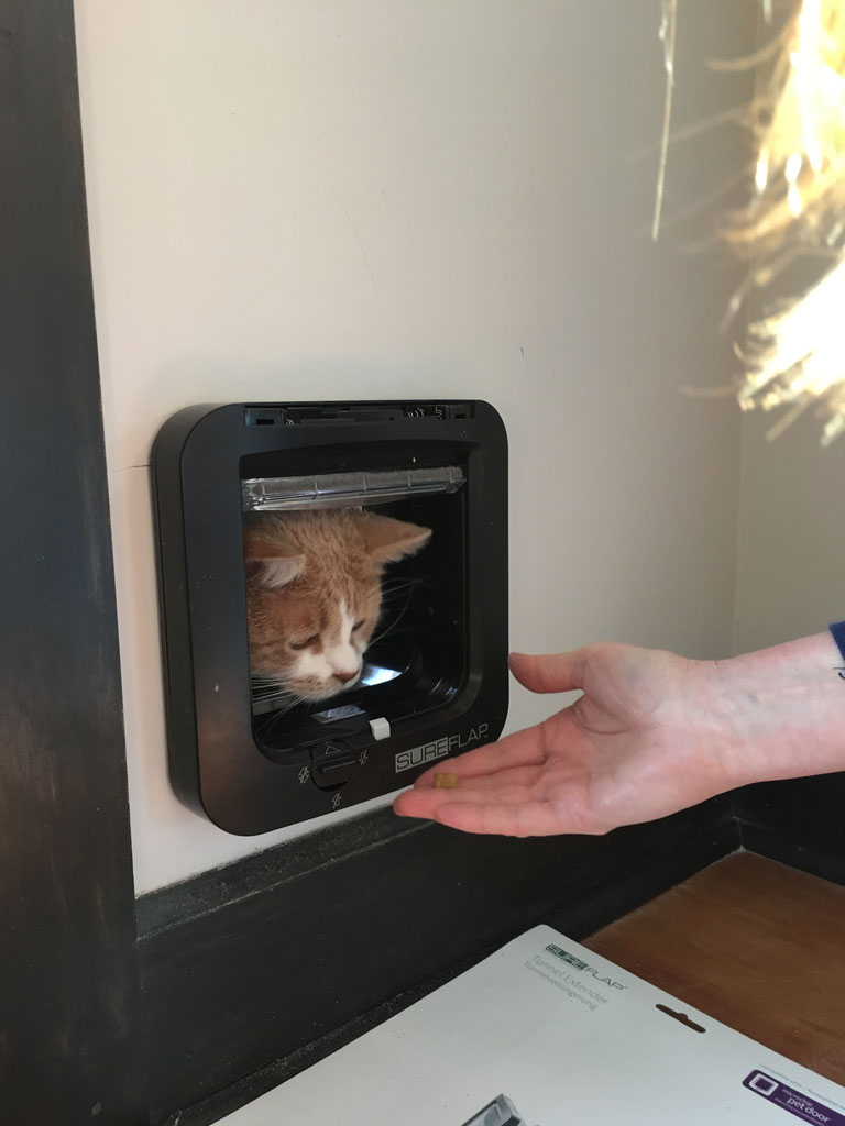 SureFlap cat door review BrightFirst.co