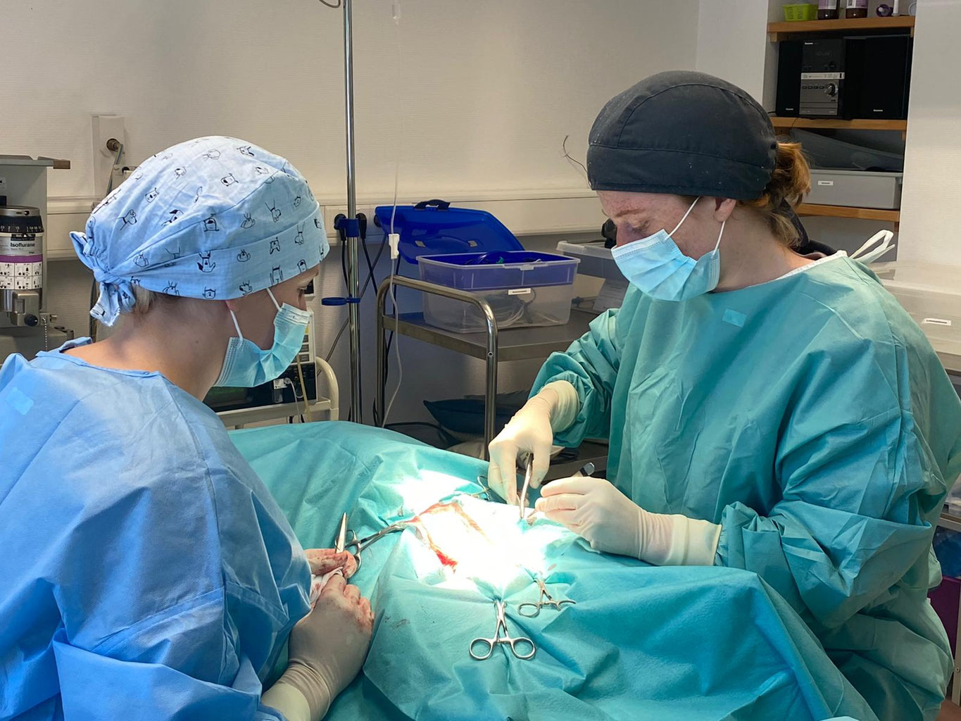 Praktikum für Studenten in der tiermedizin Tiergesundheitszentrum Trier
