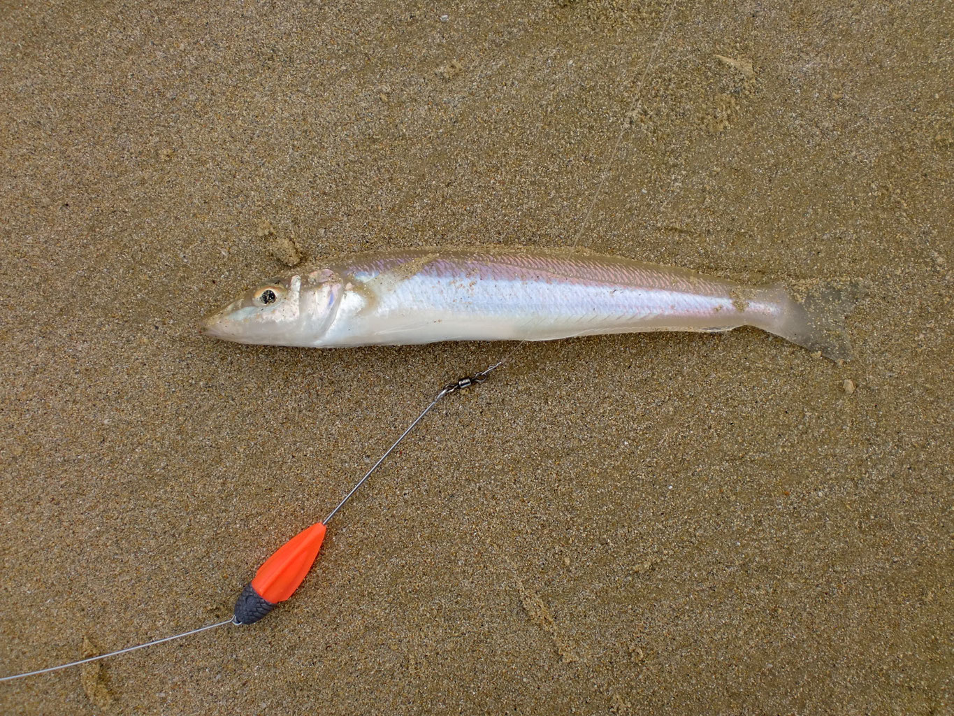 投げ釣り 釣り アウトドア 投げ釣り 釣り アウトドア