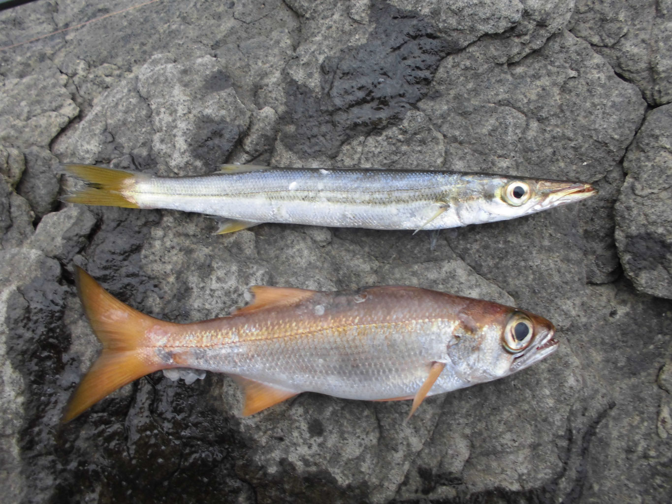 アカムツ ノドグロ クロムツ料理 調理法 釣り アウトドア アカムツ ノドグロ クロムツ料理 調理法 釣り アウトドア