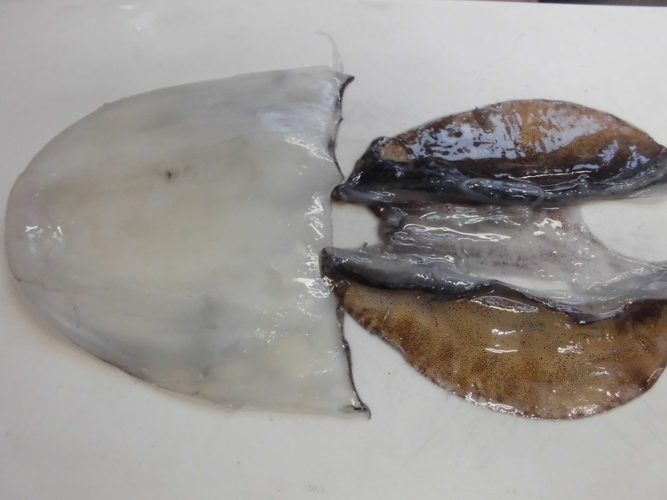 アオリイカ料理 釣り アウトドア