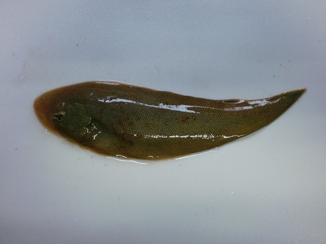 カレイ料理 釣り アウトドア カレイ料理 釣り アウトドア