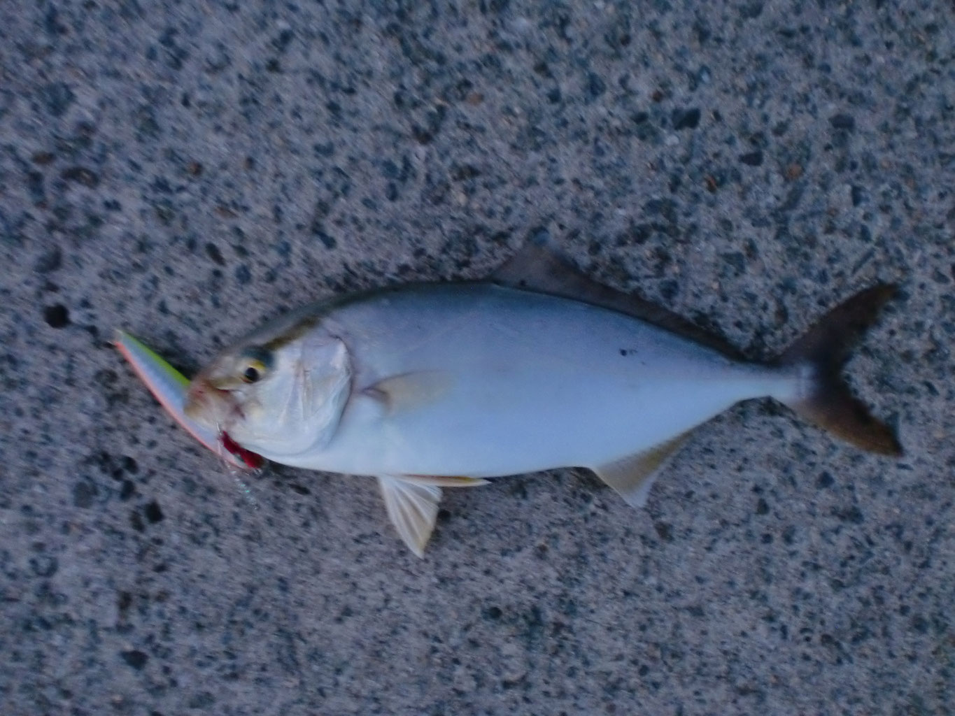 秋から始めるショアジギング入門 釣り アウトドア
