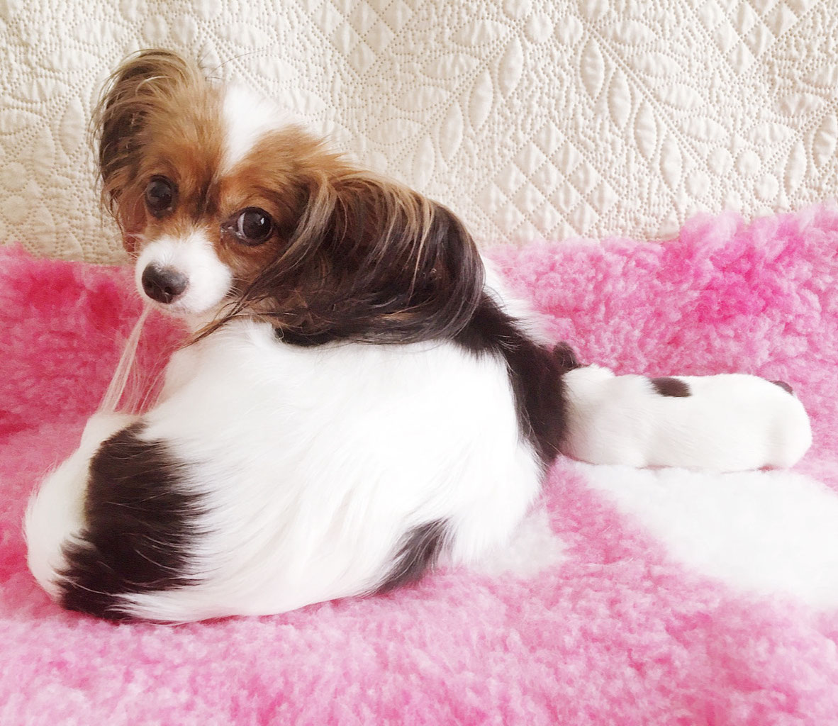 Puppies Vol.2 - COCCOLARE Papillon Kennel