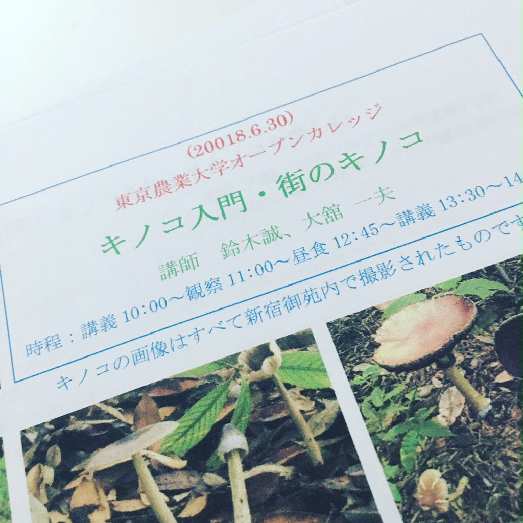 キノコカヤックツリヤケド Base Camp キノコカヤックツリヤケド Base Camp