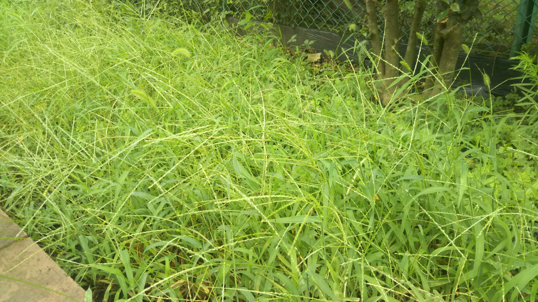 雀ノカタビラ 雀ノヒエ 雄ヒシバ 雌ヒシバ 小雌ヒシバ エノコログサ 行儀芝 アルカス植物図鑑