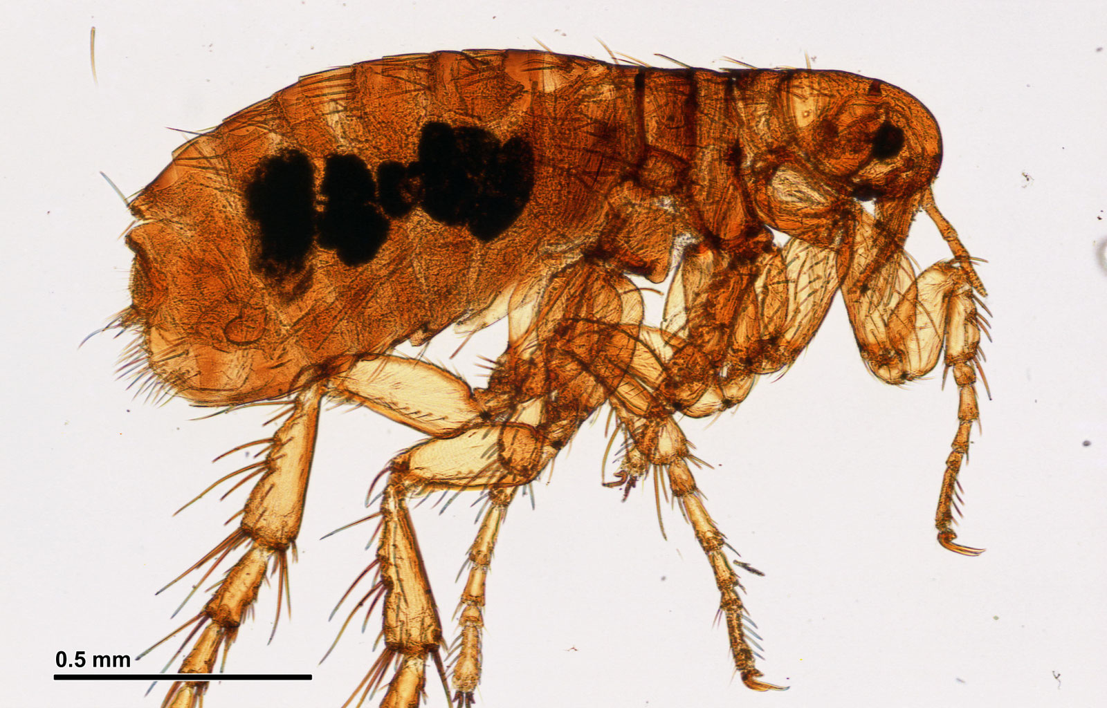 5 Interesting Facts About Fleas Mosquito Control Raleigh, Chapel Hill, Durham, Cary