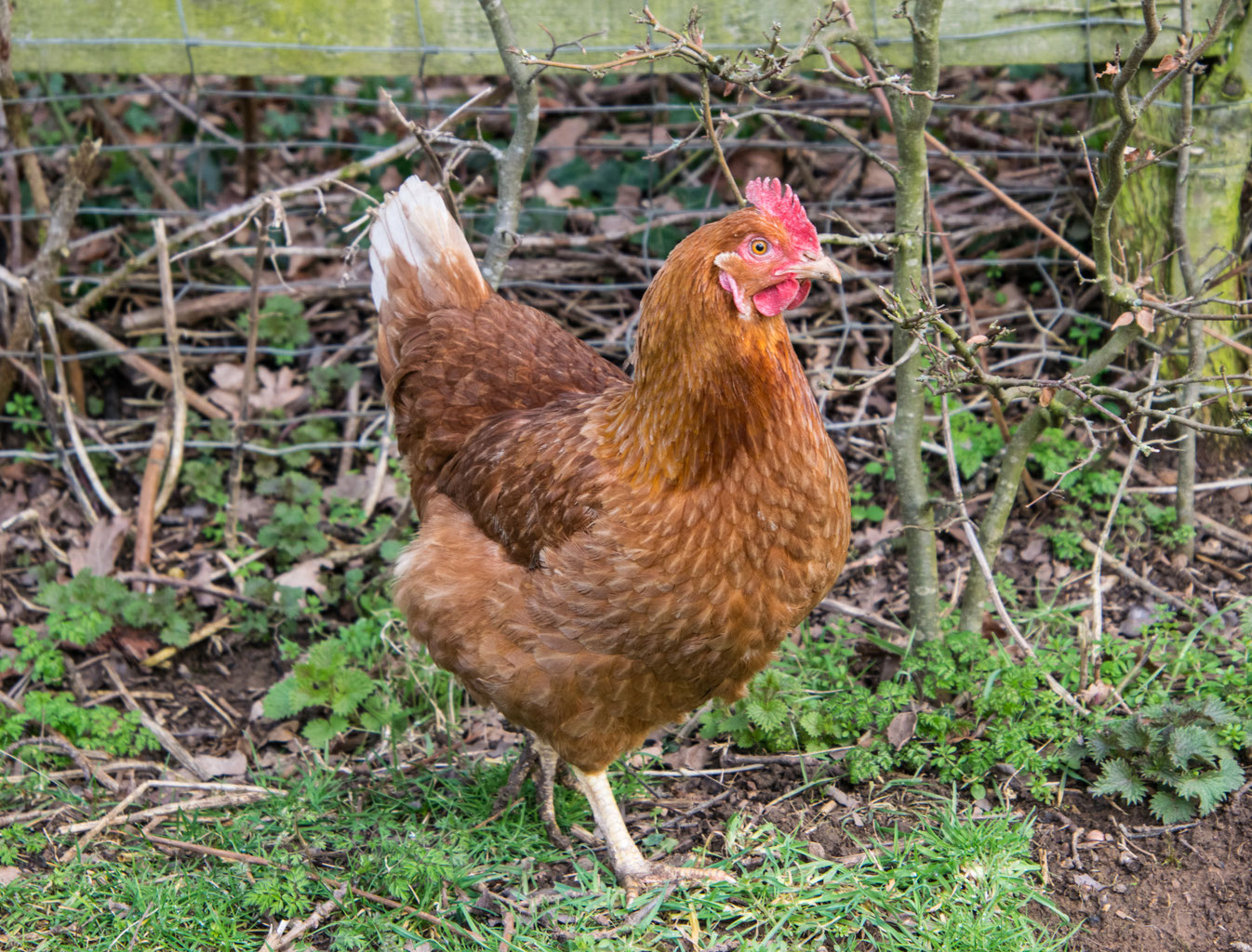 Hennen/Tagesküken Geflügelvertrieb seit 1957
