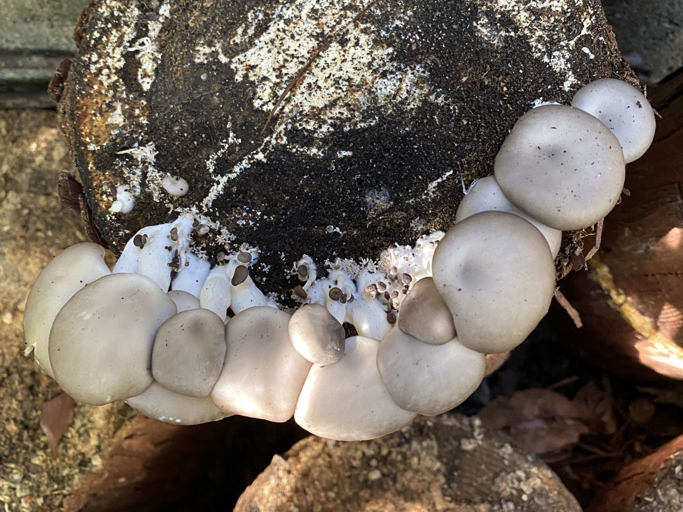 ポムさん様専用]原木なめこ1本・原木椎茸4本・原木ヒラタケ2本 椎茸