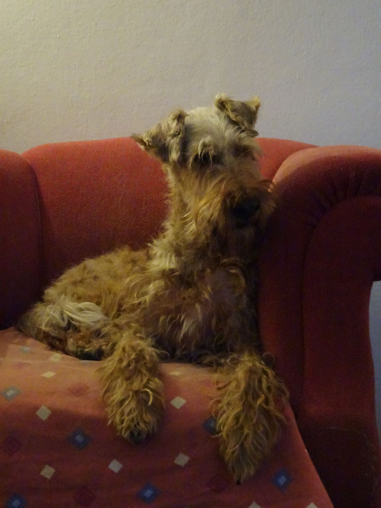 Fiara aus der Höhle des Löwen loewenirishterriers Webseite!
