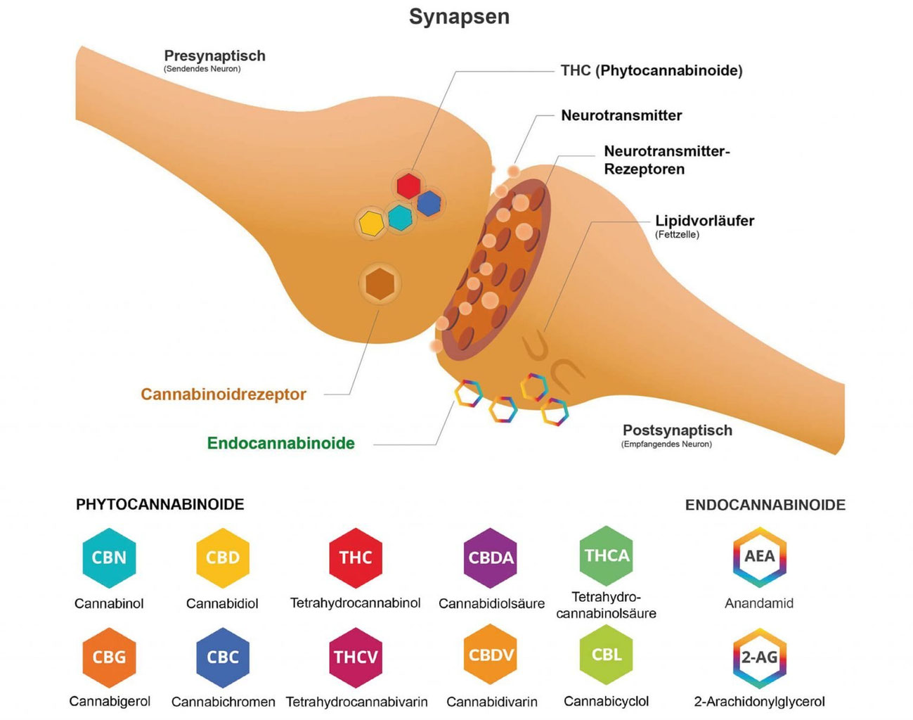Das Endocannabinoidsystem - Odenwlder Hanf-Manufaktur