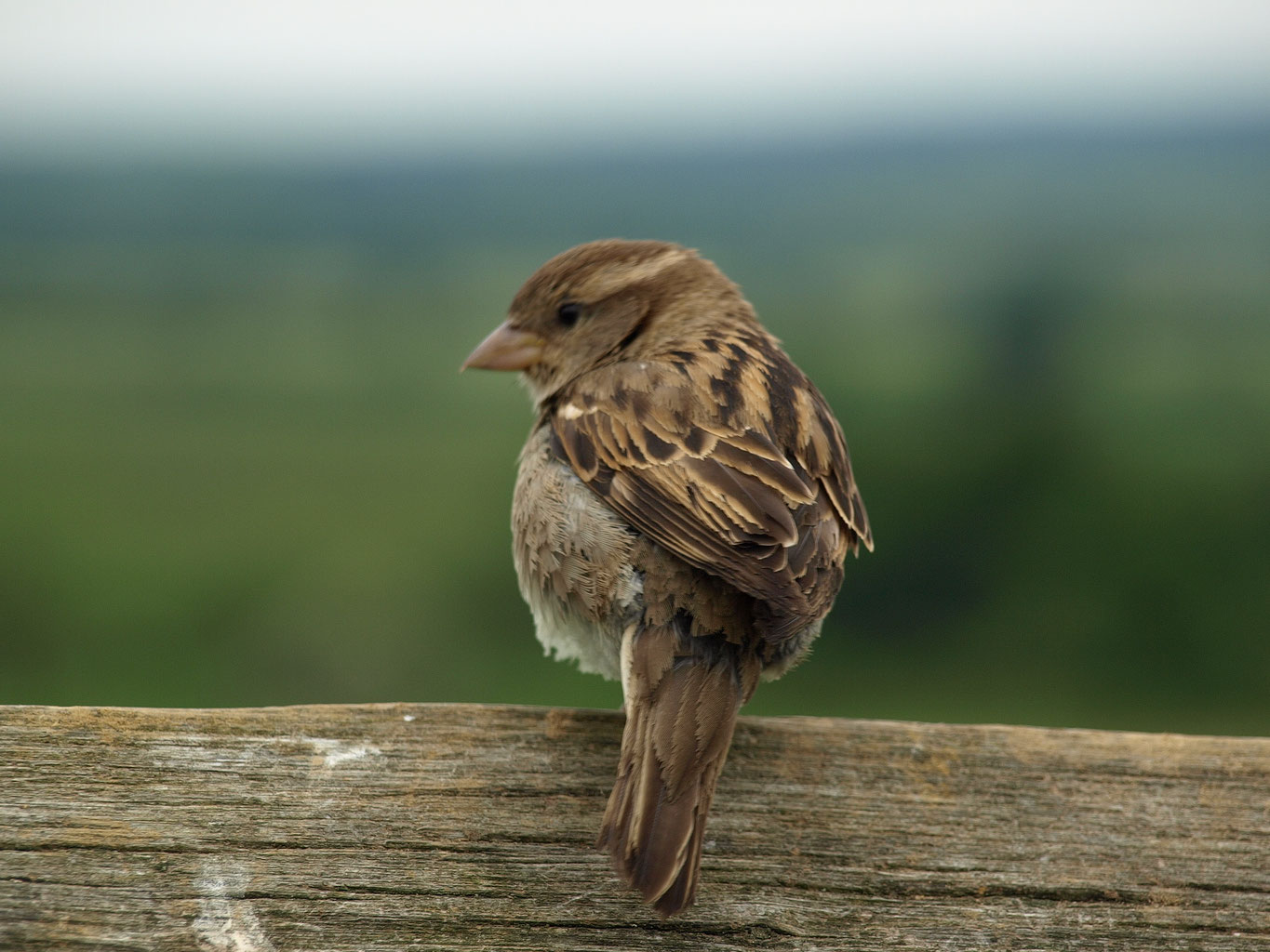 Aktionen - NABU Goslar