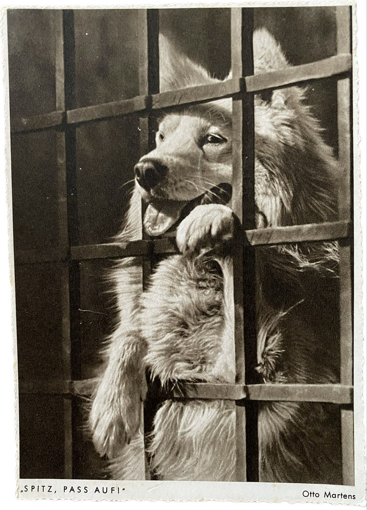 German hotsell spitz training