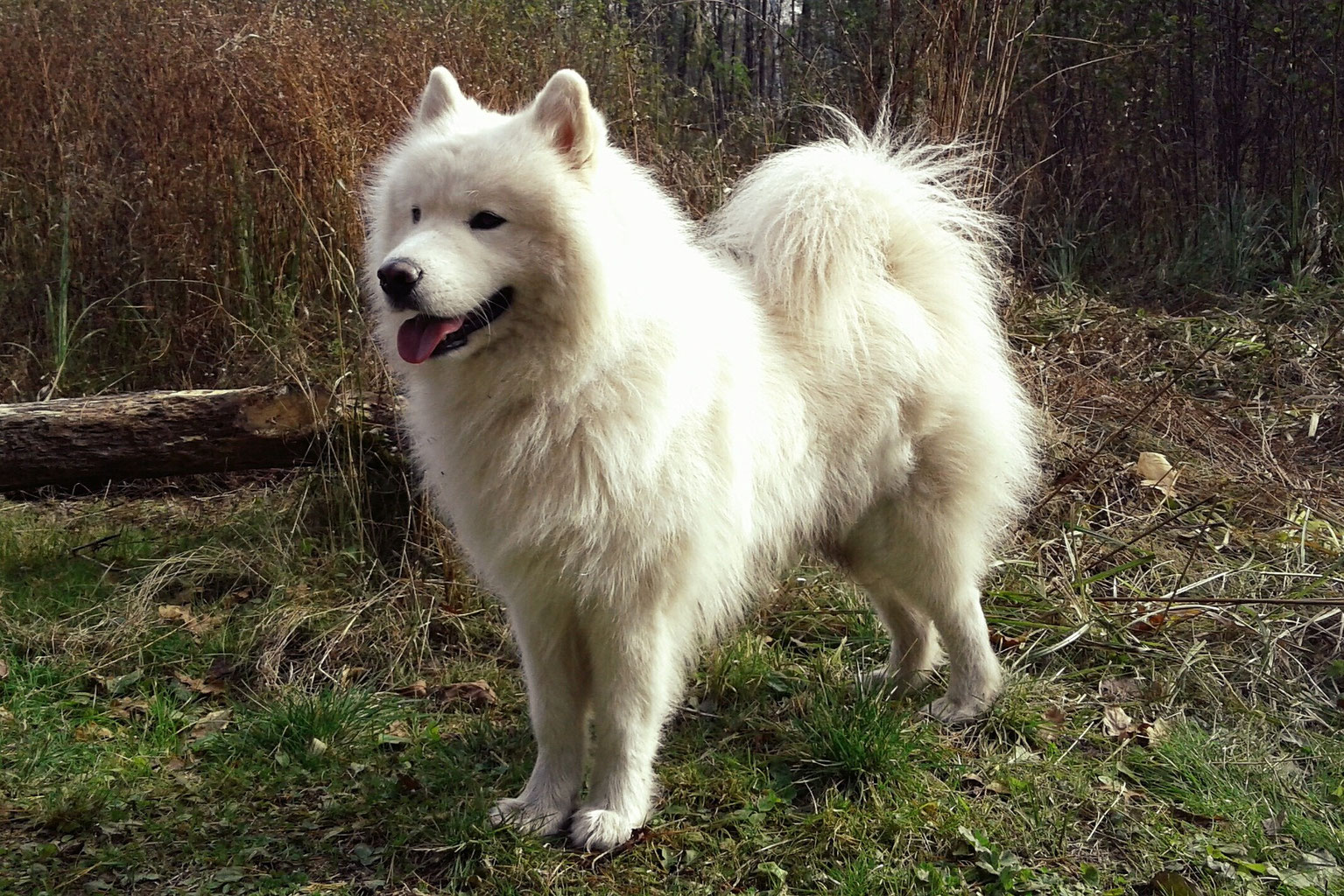 Difference between samoyed and japanese spitz cheap