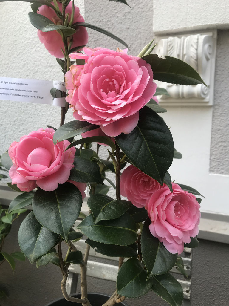 Kamelie E.G. Waterhouse online kaufen - Onlineshop für Kamelien