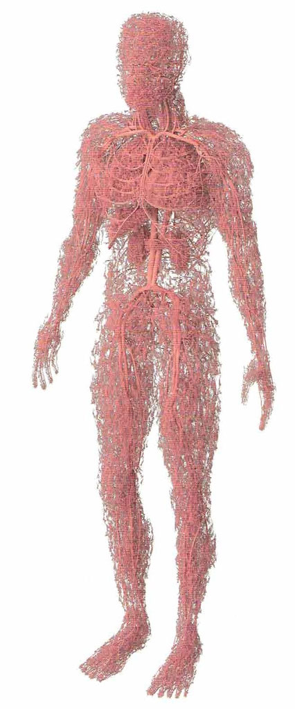 毛細血管と循環調節 - 幹鍼灸院（浦和駅西口｜不定愁訴と運動器疾患）