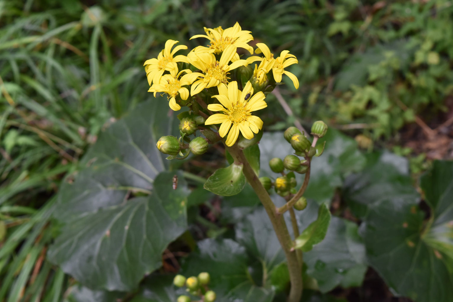 今咲いている花木 庭木図鑑 植木ペディア 今咲いている花木 庭木図鑑 植木ペディア