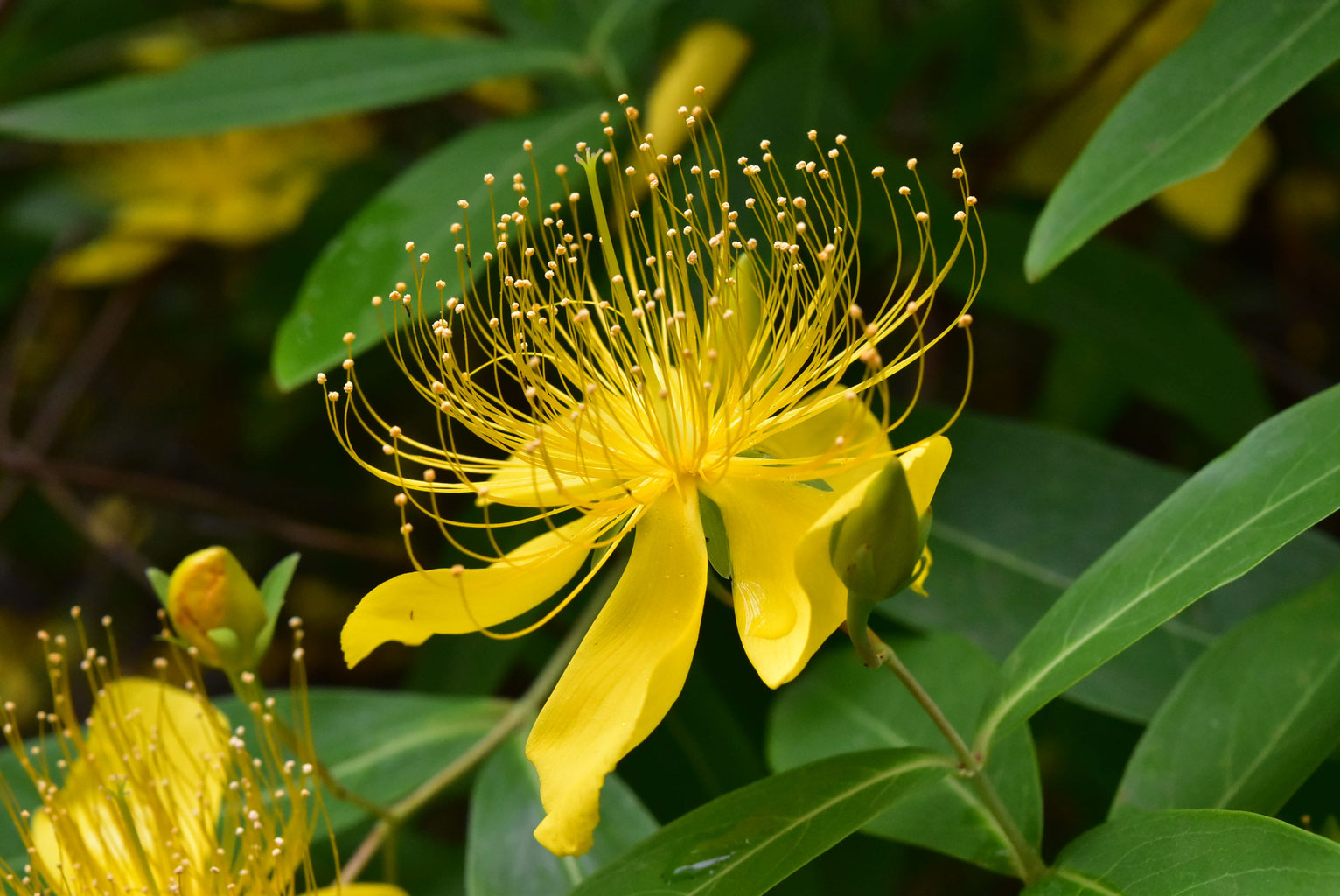 今咲いている花木 庭木図鑑 植木ペディア