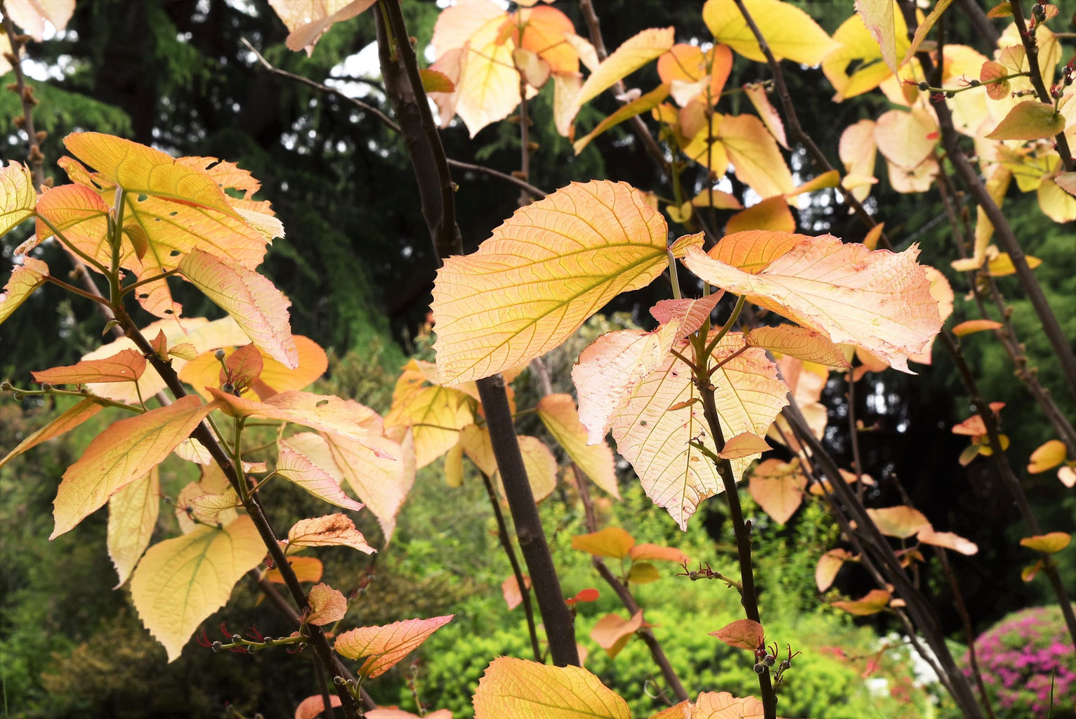 葉っぱがハートの木 庭木図鑑 植木ペディア