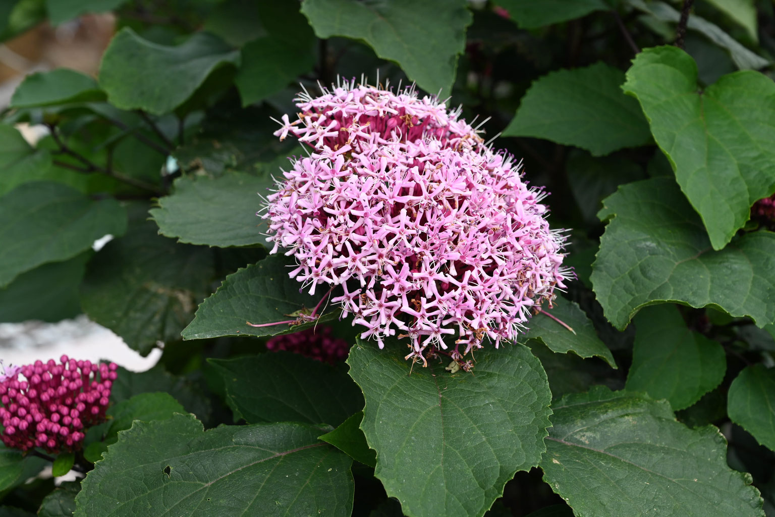 今咲いている花木 庭木図鑑 植木ペディア