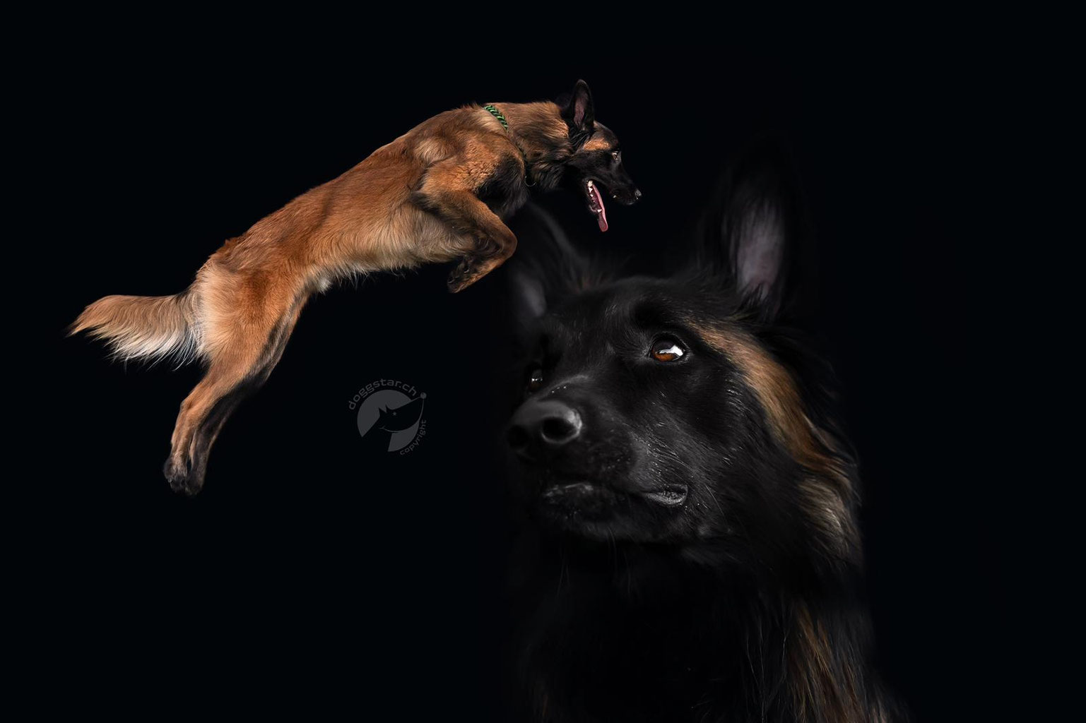 Mein Hund hat mich heute Morgen gebissen. Ich bin mir unsicher, was ich als  Nächstes tun soll. : r/DogAdvice, image size:1537x1024