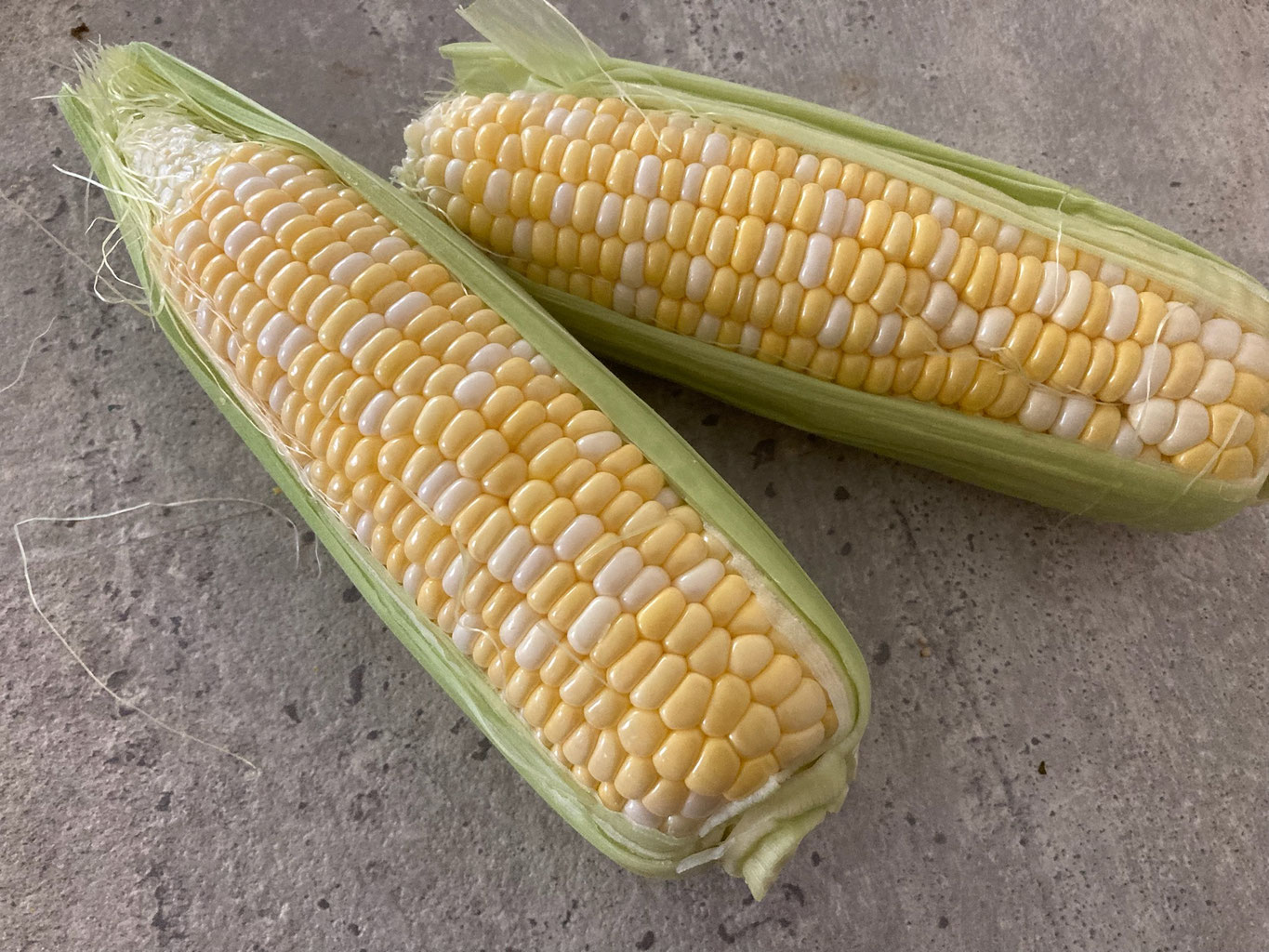 スイートコーン始まりました！2024 - 私たちは大阪府枚方市から