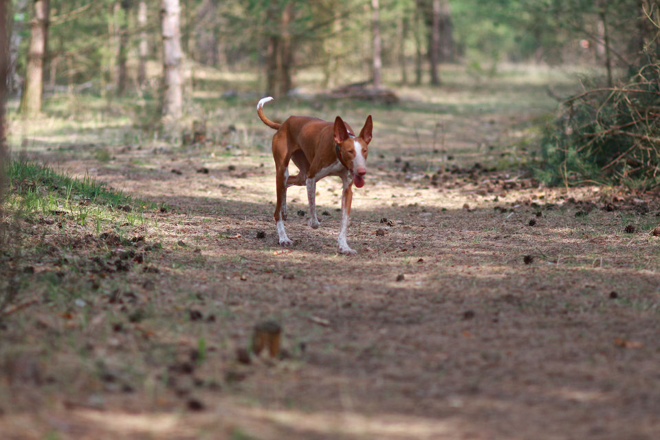 tierheim werbellin hunde