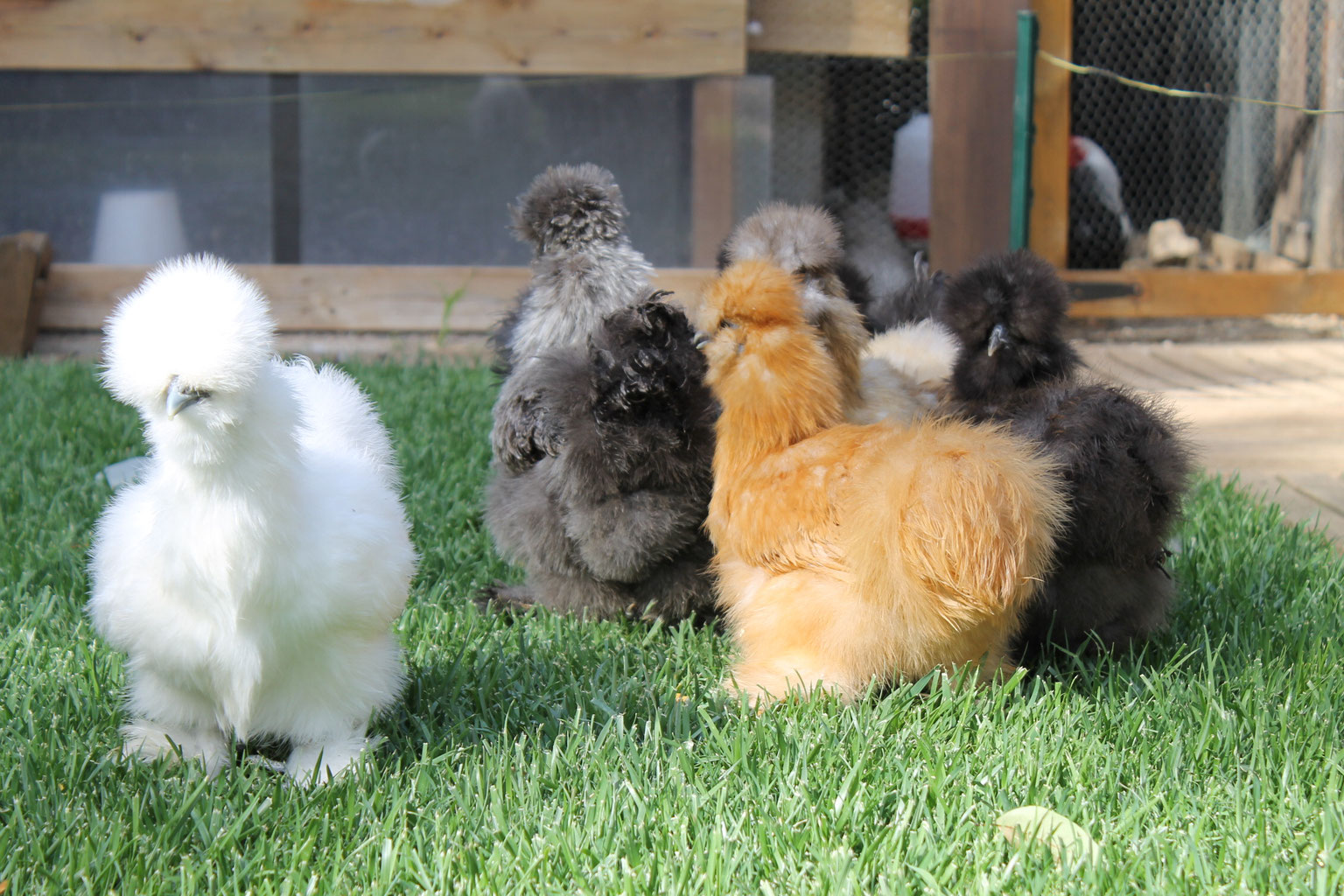araucana coq contre poule