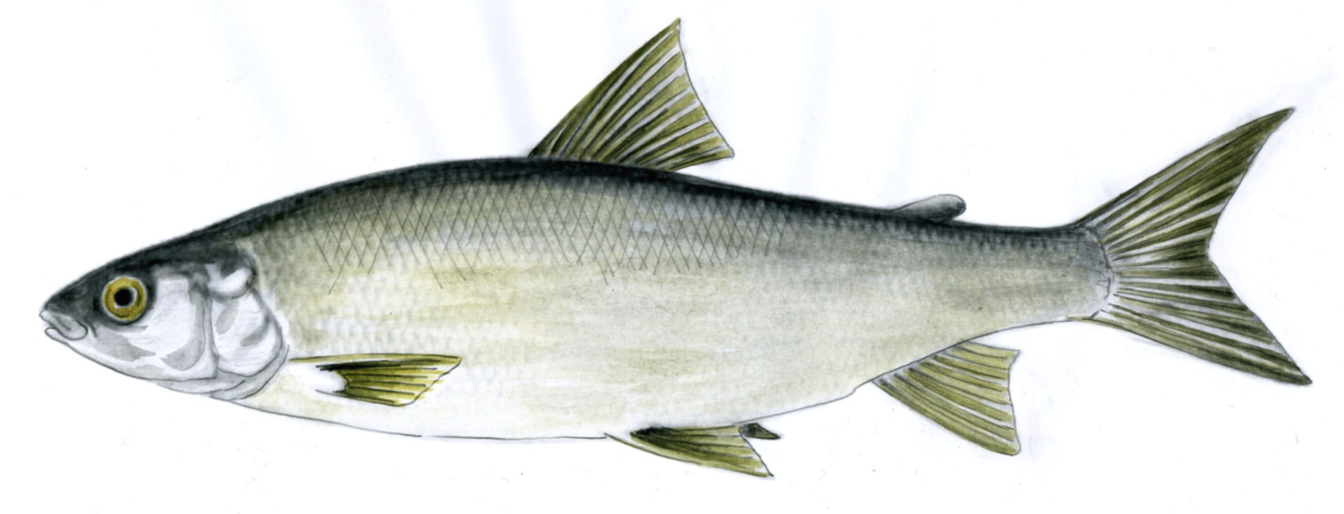 Maräne Maräne