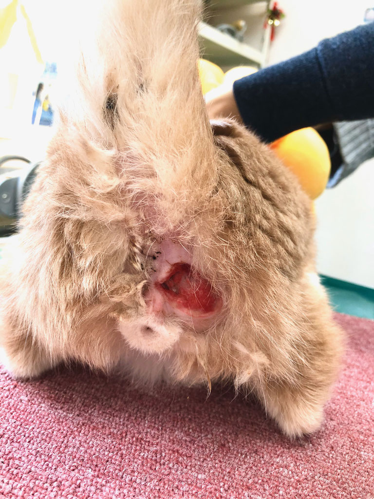 コウモンセンガハレツ 長谷川動物病院 土日も診療