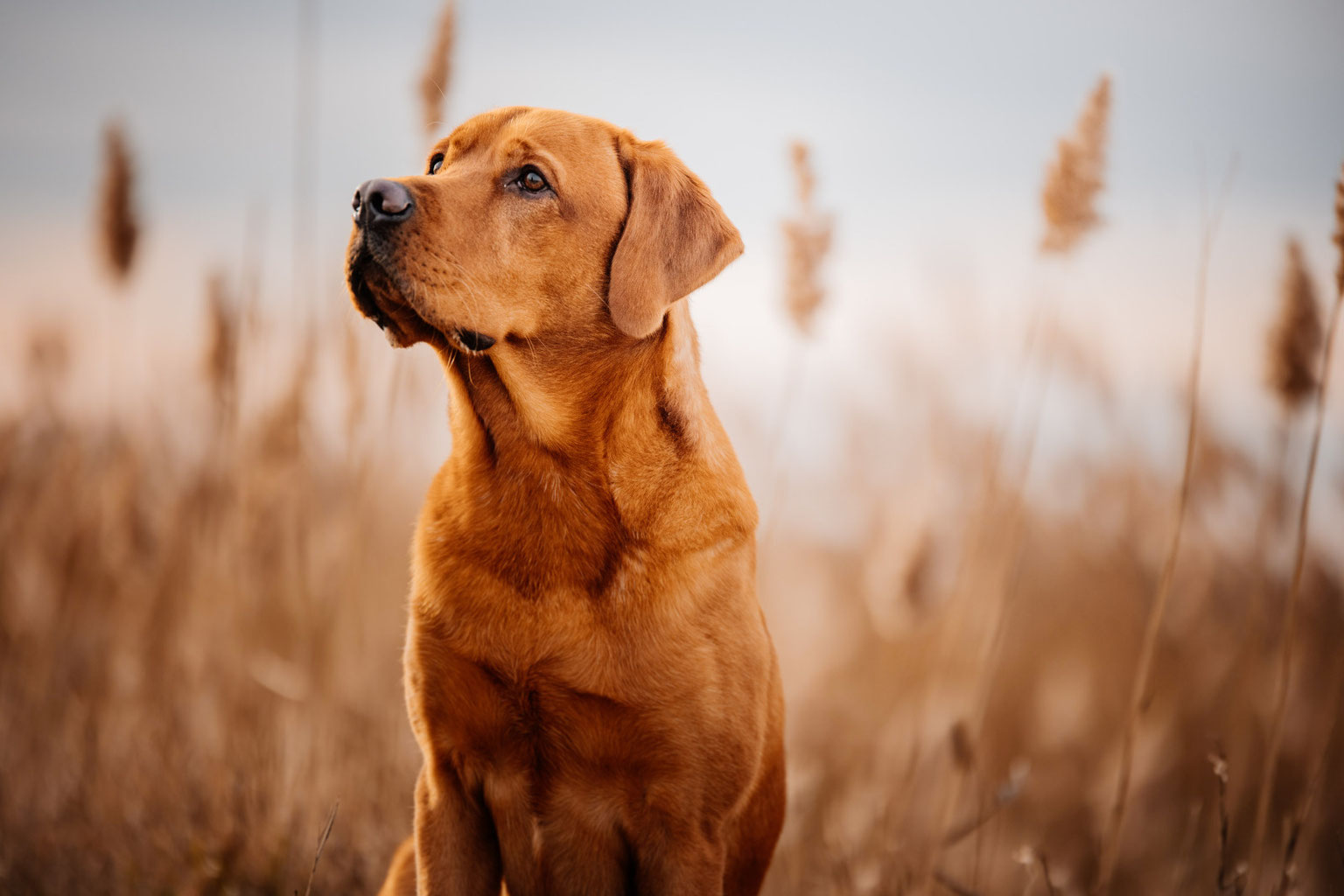 Linien kreuzen = Dual Purpose? Lightning Fast Labrador Retriever