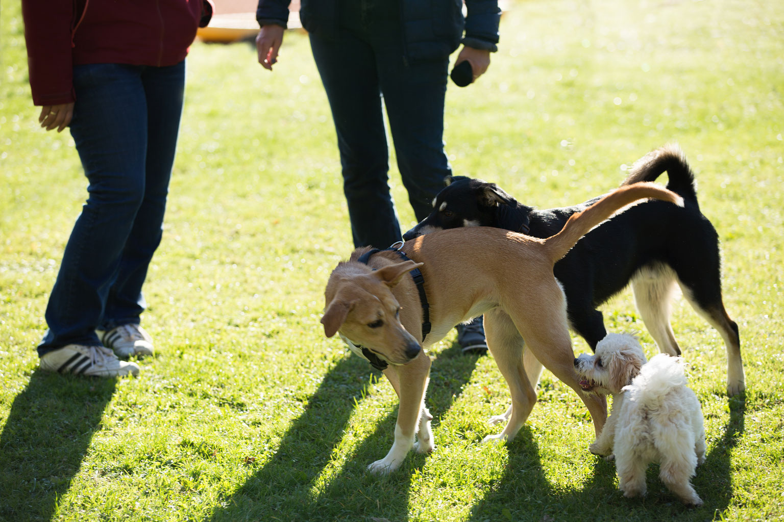 Hundetraining in Leveste Hundeschule HannoverLand Sina Wehrhahn