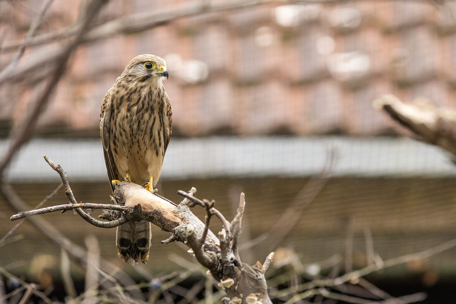 Turmfalke Vogelfreund T-Shirt - Langarmshirt Für Vogelbeobachter & Biologen