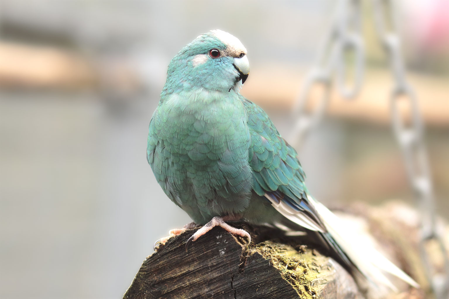 Ziegensittich im NABU-Artenschutzzentrum - NABU-Zentrum Leiferde