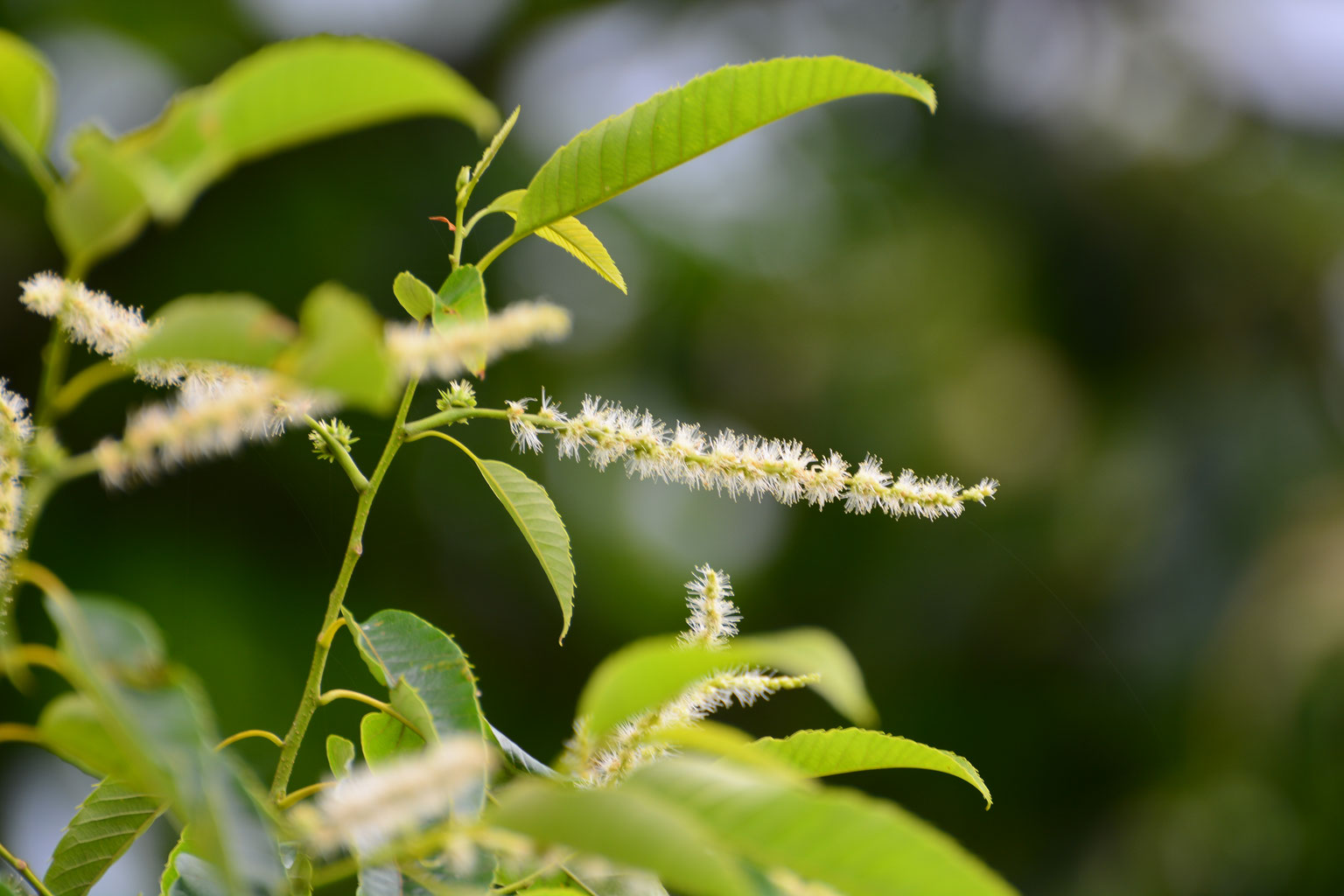 栗の花 中津川市の蕎麦 うどん店 そば工房 旺麦 おうばく 栗の花 中津川市の蕎麦 うどん店 そば工房 旺麦 おうばく