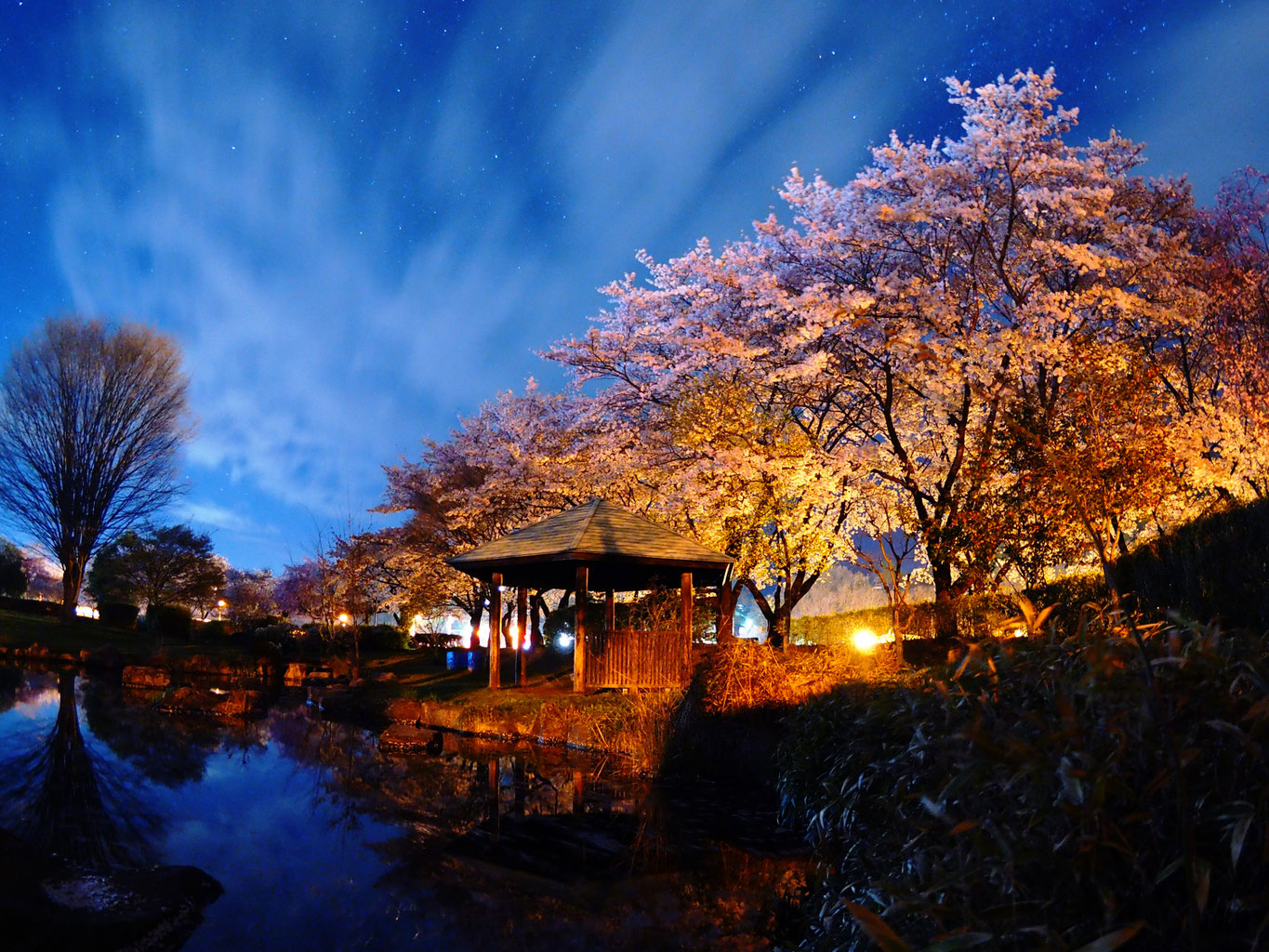 箕輪町の 桜開花&夜桜ライトアップ情報2019 箕輪町 観光情報(長野県箕輪町)