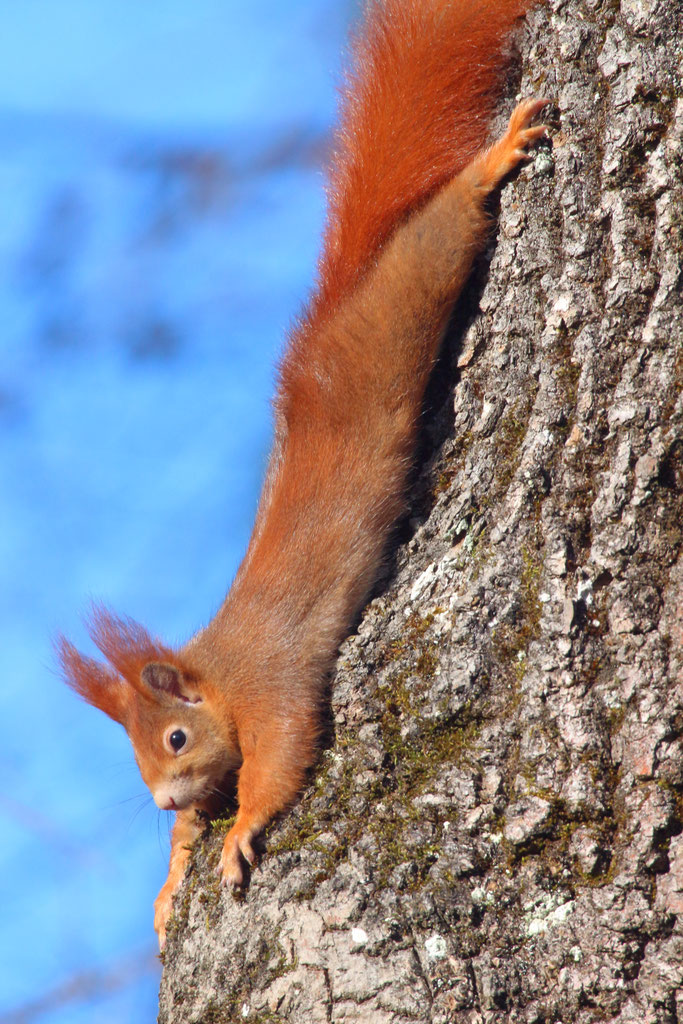 Eichhörnchen gefunden Was tun? LBV NeustadtAisch/Bad Windsheim