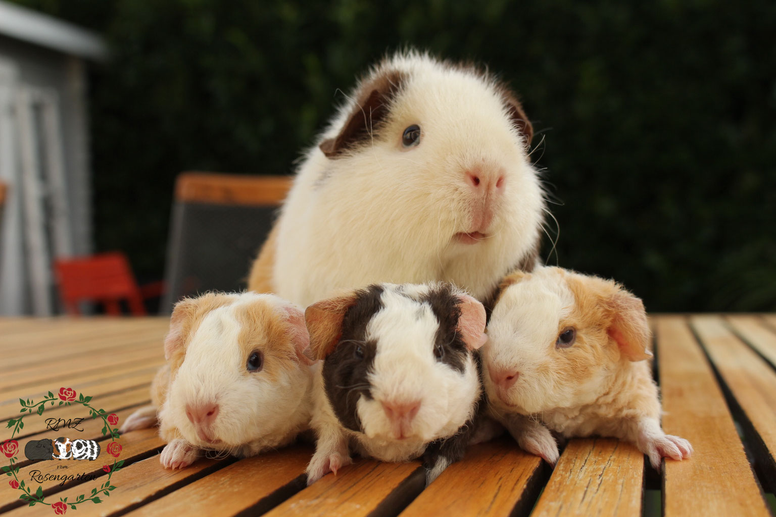 Zuchtgruppe USTeddy SchokoBuff/cremeweiß Meerschweinchen vom