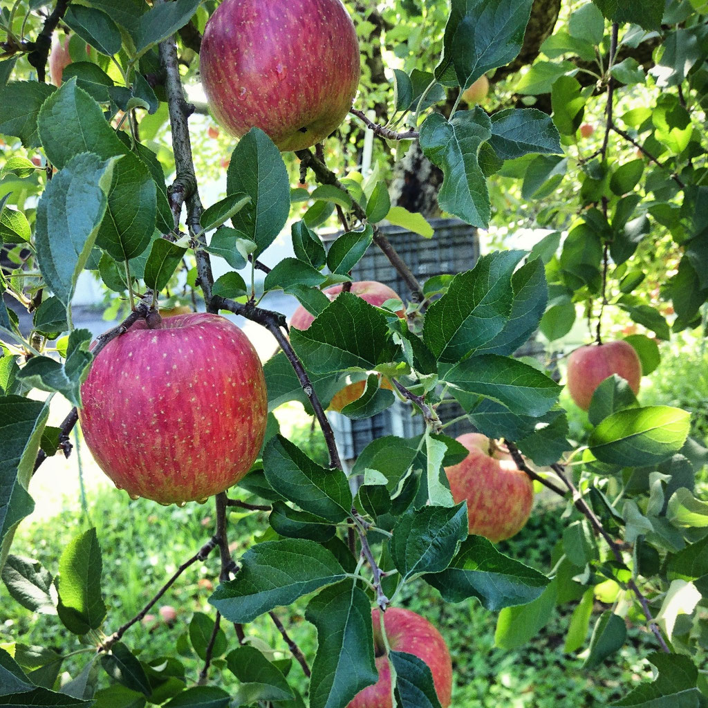 まつじるし農園のりんご - まつじるし農園