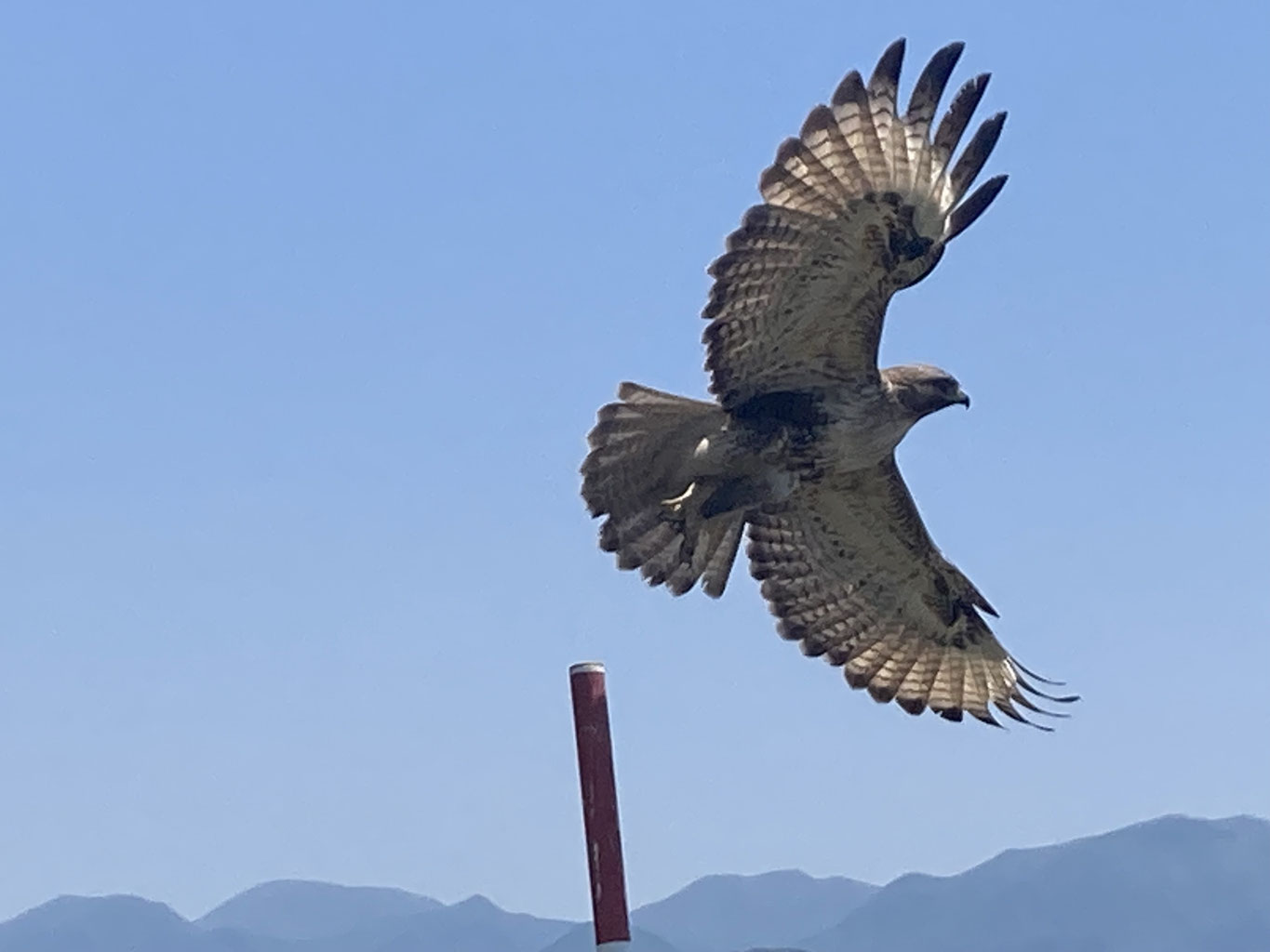 鷹 image.jpg