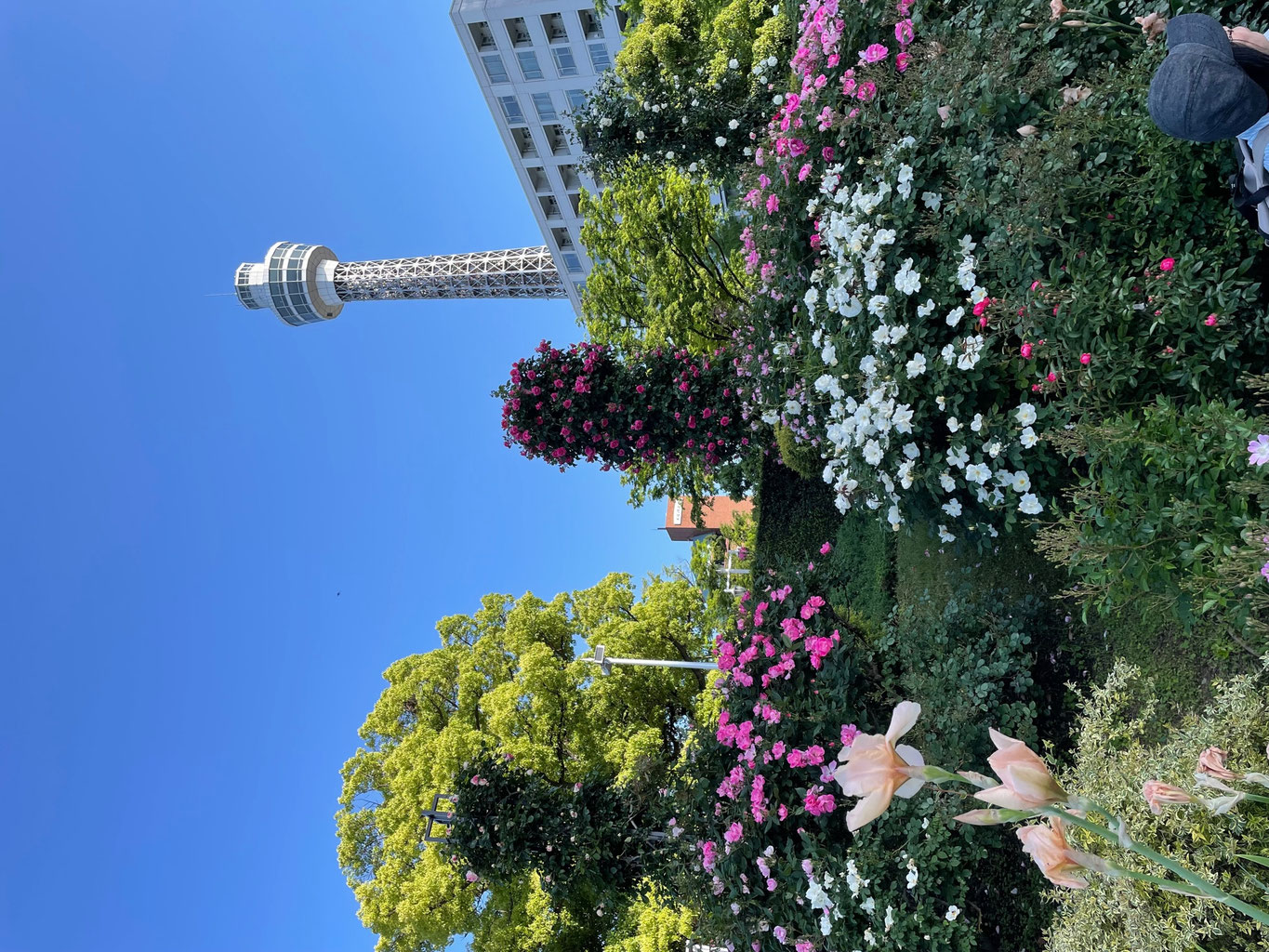 慕慕Momo - 電車通學少女 日々の一言 - 山澤バイオリン教室